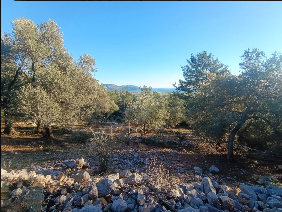 Ortaca Fevziye’de 9.695 m² Satılık Malikanelik Arsa | Full Deniz Manzaralı | 150 m² İnşaat İzinli